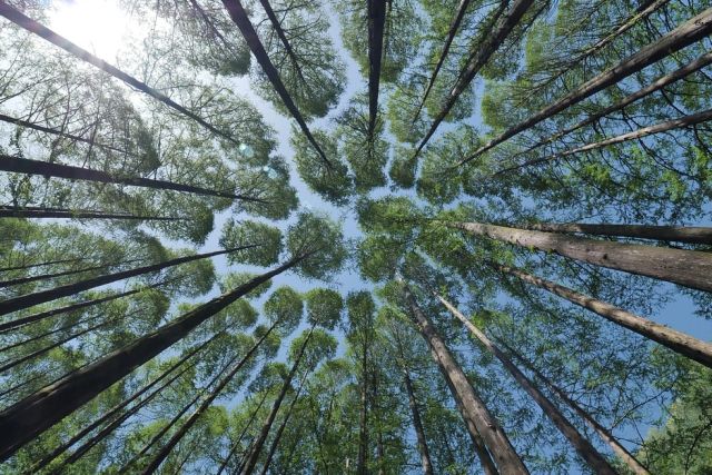 Dancing in the tree tops - liberated community and leadership